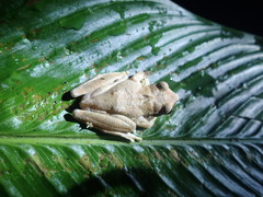 Osteocephalus planiceps