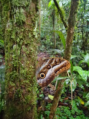 Caligo euphorbus