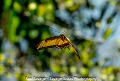 Heraclides androgeus