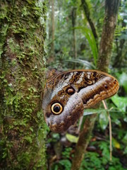 Caligo euphorbus
