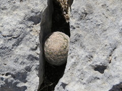 Mammillaria lasiacantha