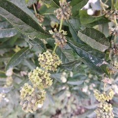Buddleja sessiliflora