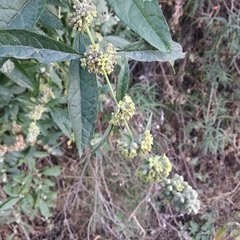Buddleja sessiliflora