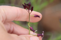 Caulanthus heterophyllus