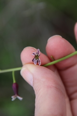 Caulanthus heterophyllus