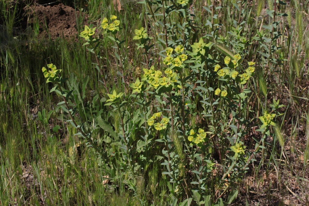 geraldton carnation weed (Crystal Cove Invasive Guide) · iNaturalist