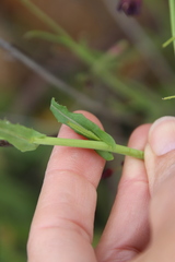 Caulanthus heterophyllus