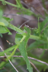 Caulanthus heterophyllus