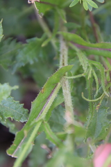 Caulanthus heterophyllus