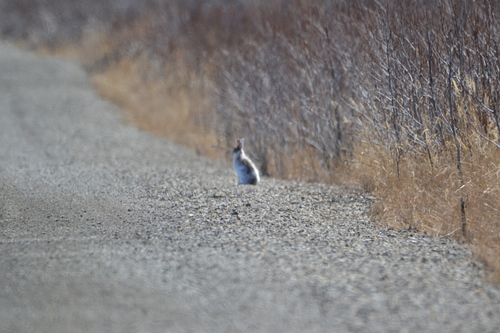 Alaskan Hare observed by akbirder243