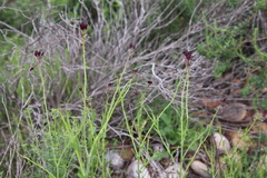Caulanthus heterophyllus
