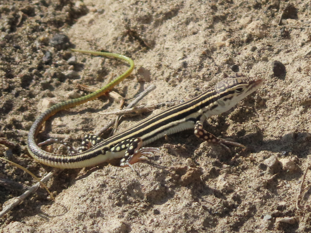 Pleske's Racerunner
