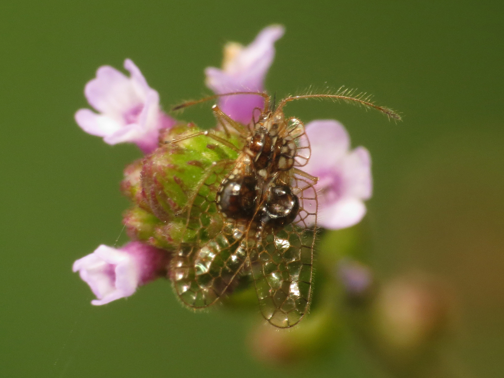 Leptobyrsa
