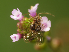 Leptobyrsa