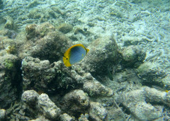 Chaetodon ocellicaudus