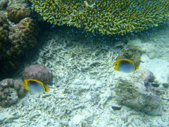 Chaetodon ocellicaudus