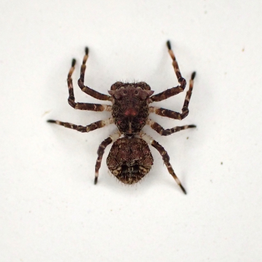 Bucranium taurifrons