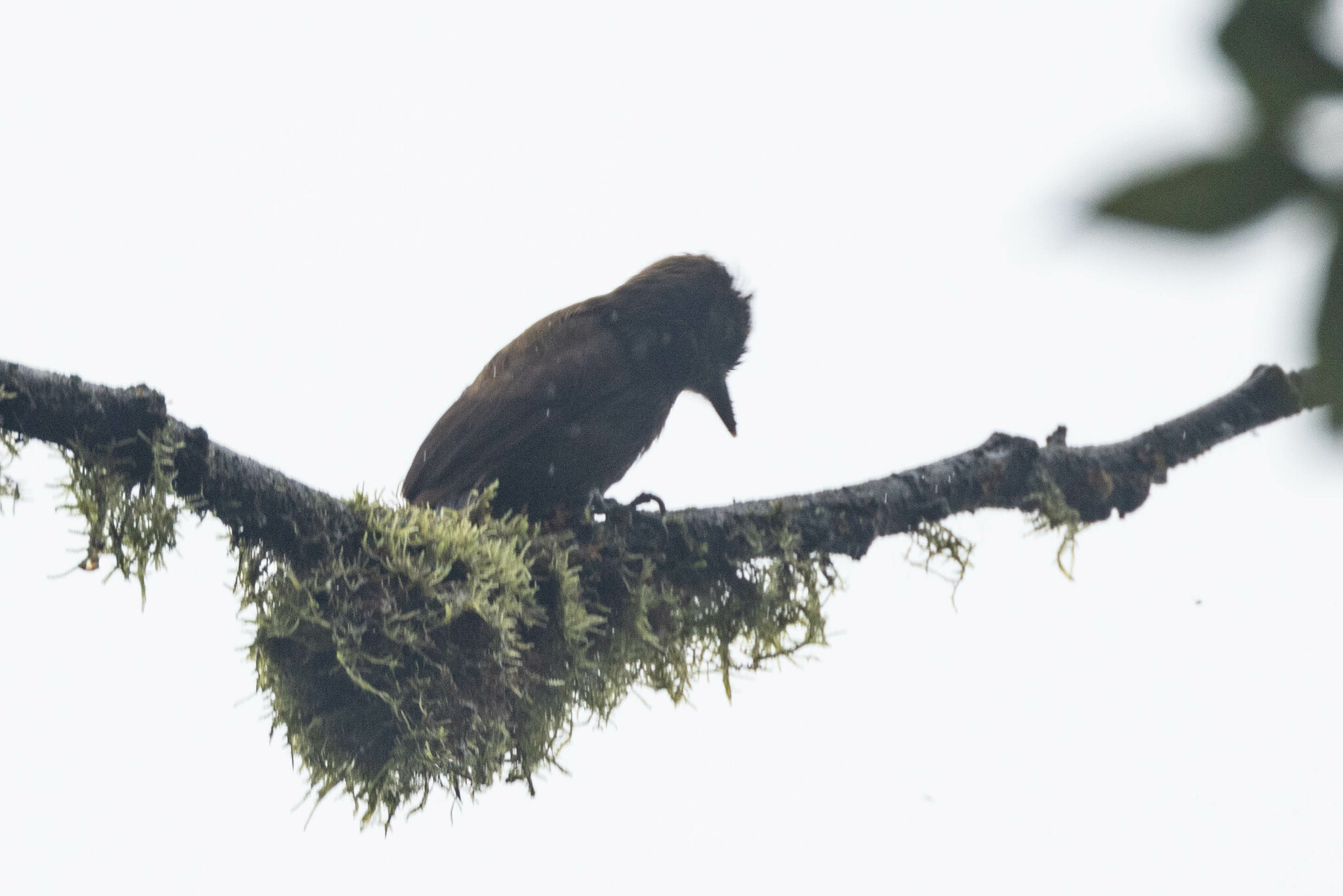 Smoky-brown Woodpecker (Leuconotopicus fumigatus)