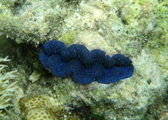 Tridacna crocea