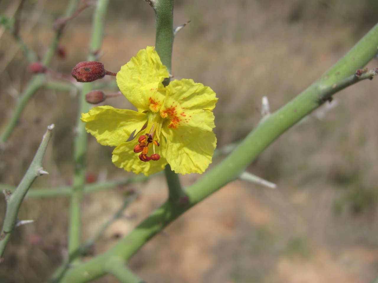 Parkinsonia texana