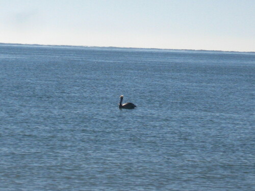 Brown Pelican photographed in South Carolina