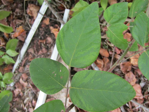 Image of Desmodium viridiflorum by (c) jfox16, some rights reserved (CC BY)