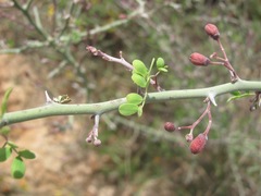 Parkinsonia texana