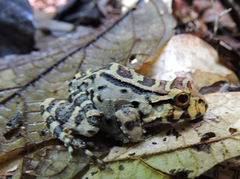 Leptodactylus knudseni