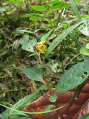 Capsicum geminifolium