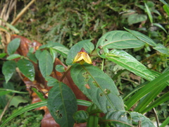 Capsicum geminifolium