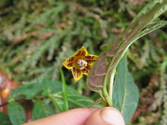 Capsicum geminifolium