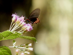 Parides erithalion trichopus
