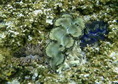 Tridacna crocea
