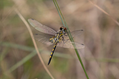 Celithemis ornata