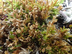 Scleranthus biflorus