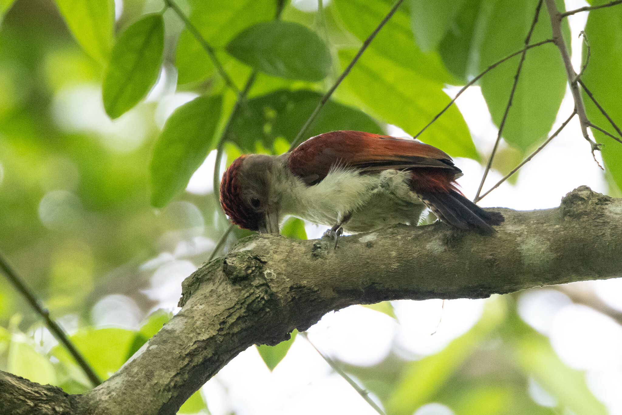 Scarlet-backed Woodpecker (Veniliornis callonotus), photo 6