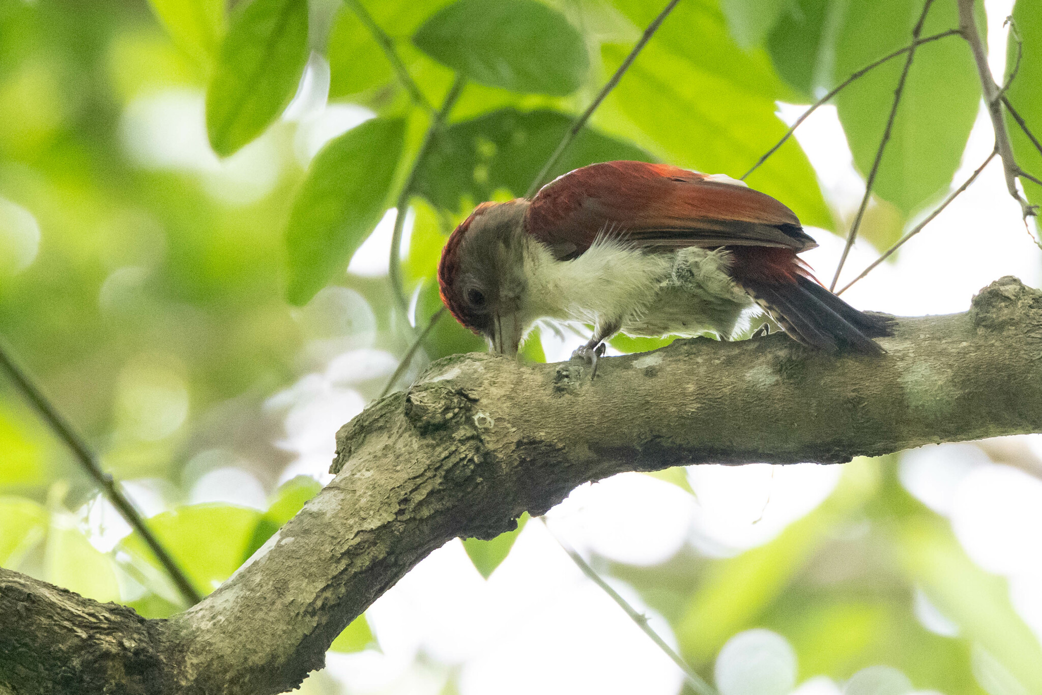 Scarlet-backed Woodpecker (Veniliornis callonotus), photo 7