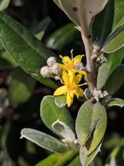 Corokia macrocarpa