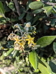 Corokia macrocarpa