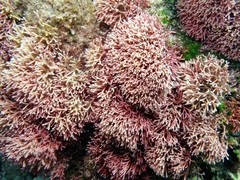 Tricleocarpa fragilis