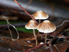 Mycena albidofusca
