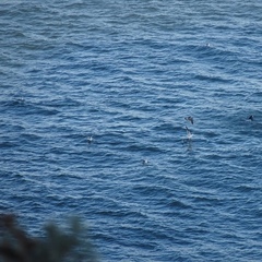 Zalophus californianus
