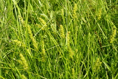 Carex neurocarpa