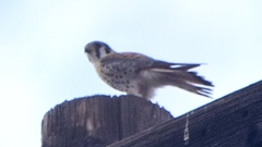 Falco sparverius