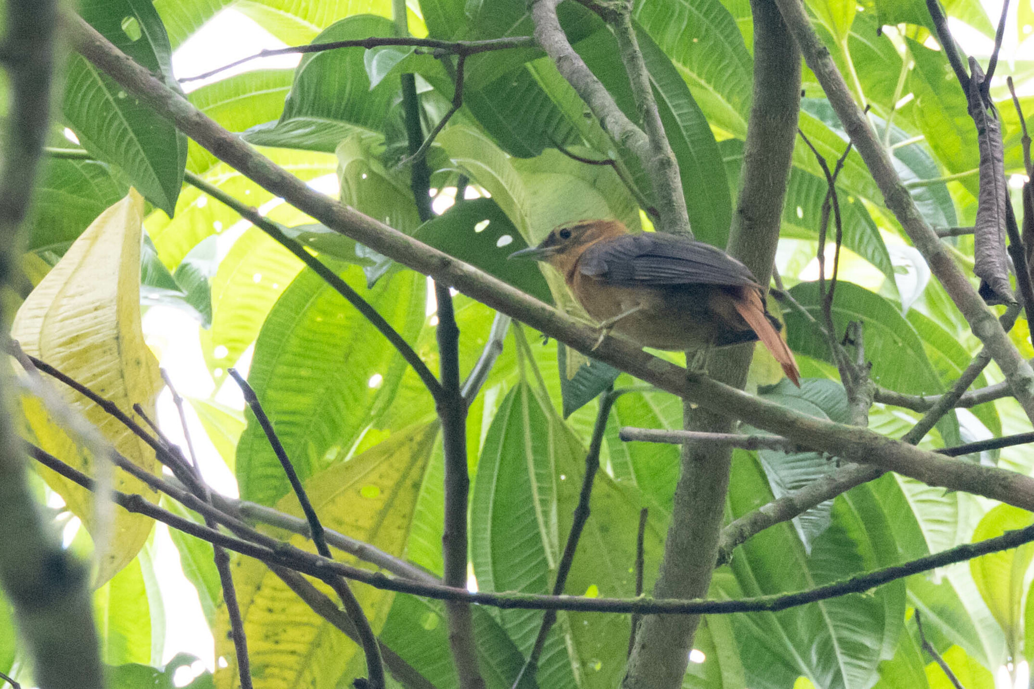 Slaty-winged Foliage-gleaner illustration