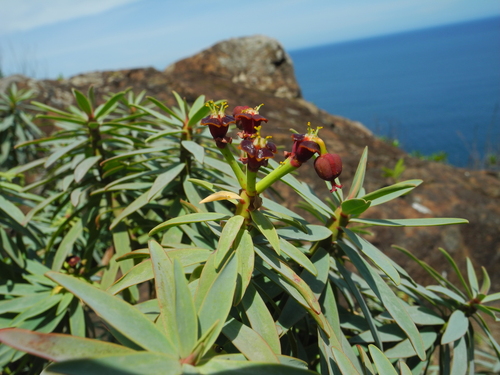Fish-stunning Spurge