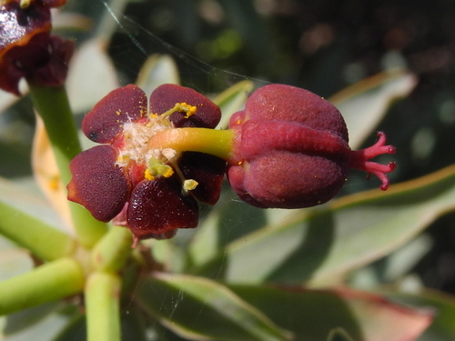 Fish-stunning Spurge