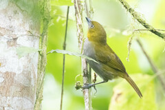 Yellow-Throated Bush-Tanager photo 5