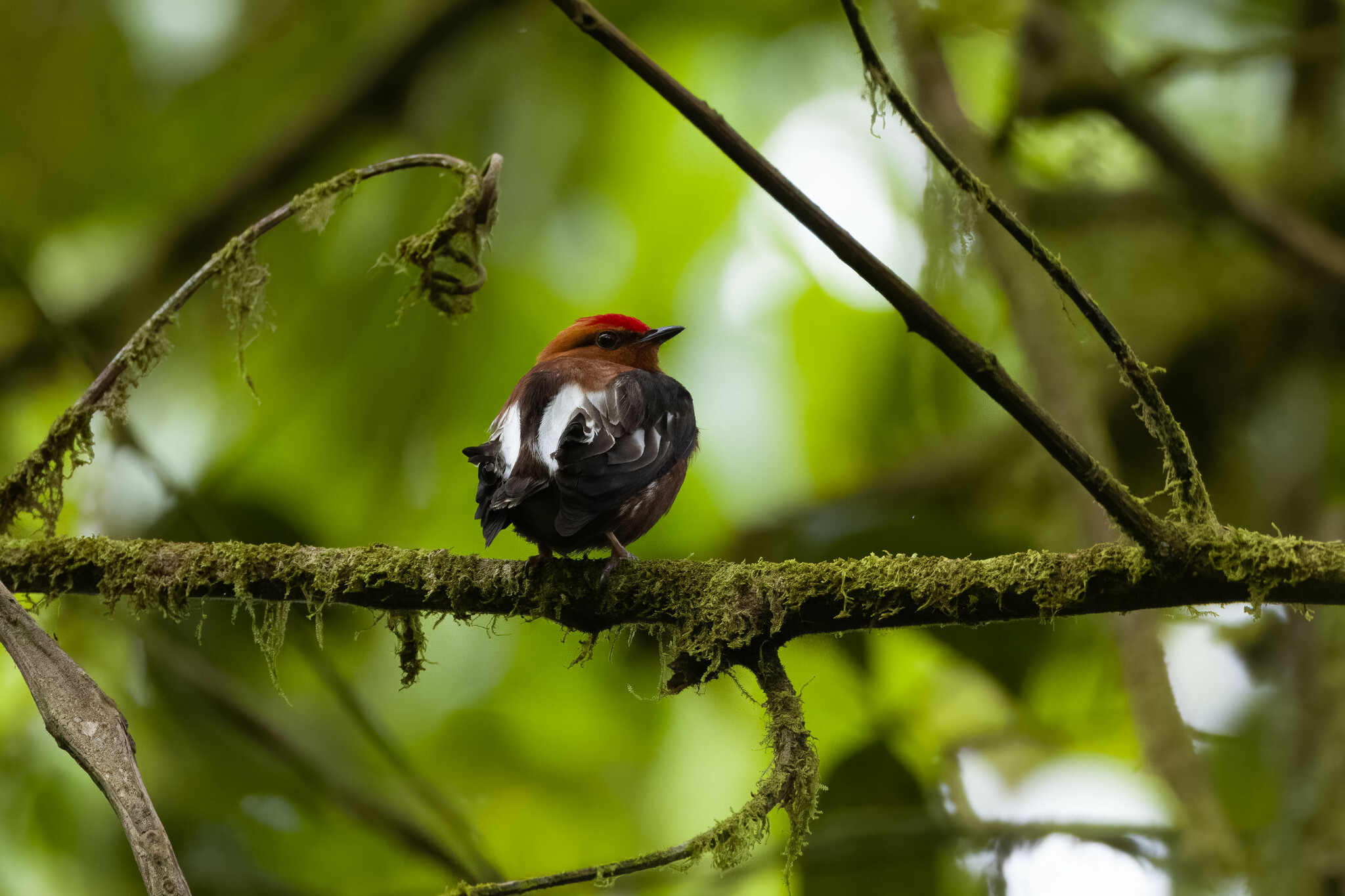 Club-winged Manakin (Machaeropterus deliciosus), photo 6