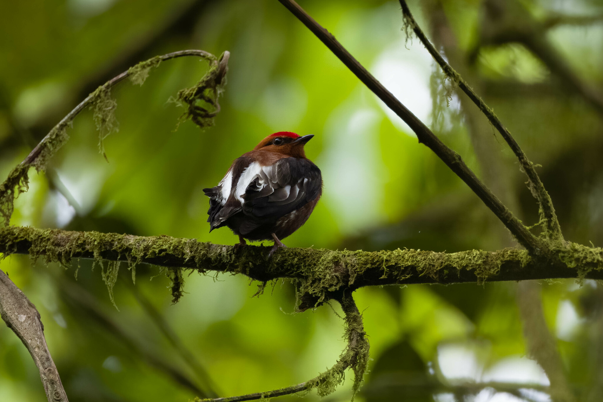 Club-winged Manakin (Machaeropterus deliciosus), photo 7